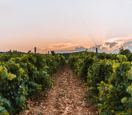 bertrand-terroir