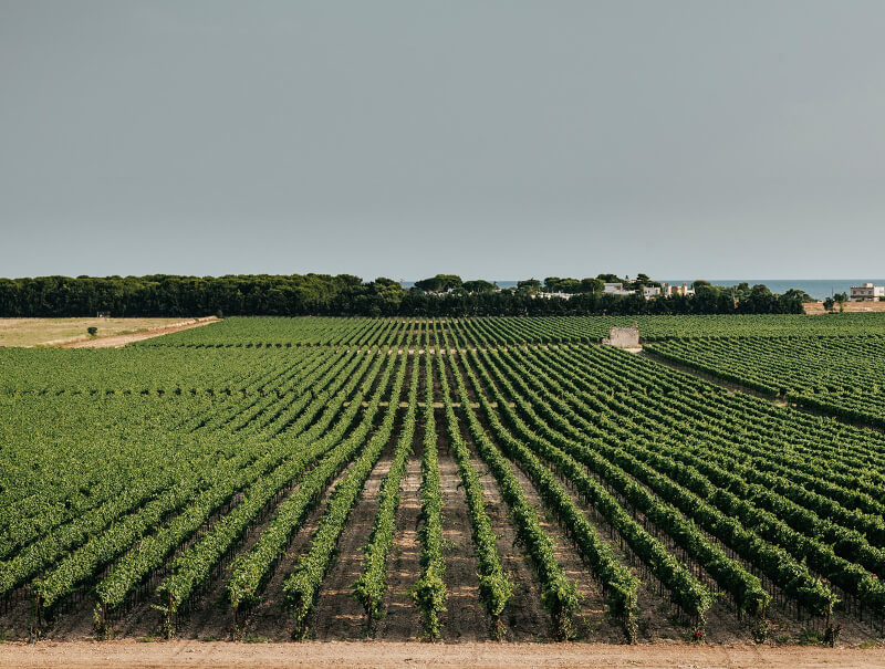 Vinice San Marzano