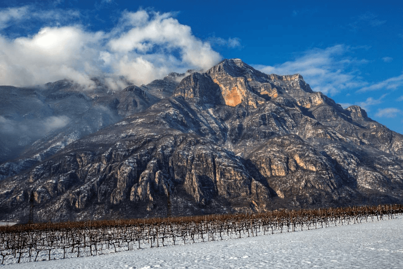 Die Weinberge am Fuße der Alpen