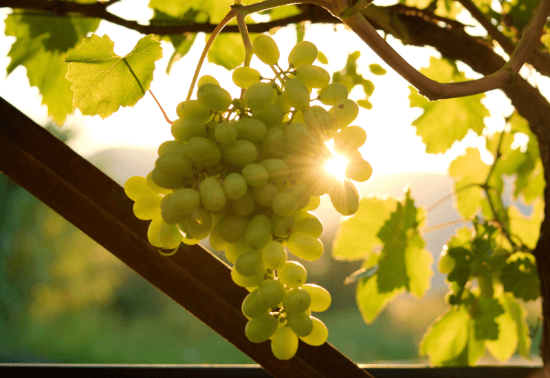 Hrozny Sauvignon Blanc na keři Hrozny Sauvignon Blanc na keři
