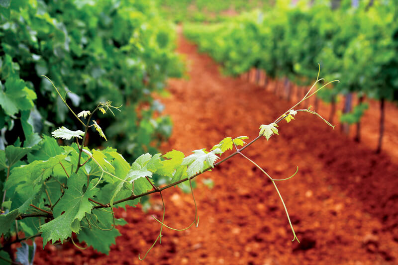 Cantine San Marzano vinice