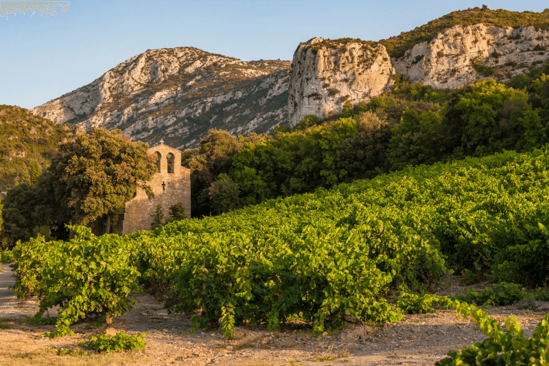 Vinice v Languedoc-Roussillon Vinice v Languedoc-Roussillon