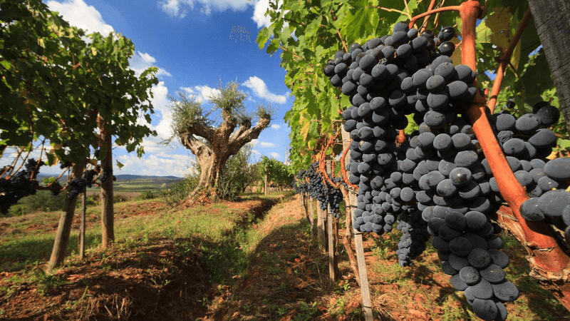 Na historických vinicích Montagnany Na historických vinicích Montagnany
