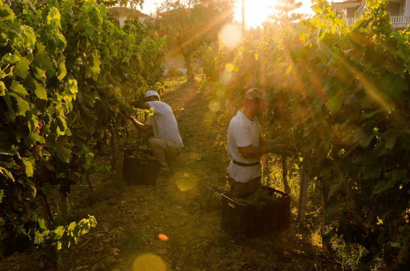 Grampsas Winery Vinař
