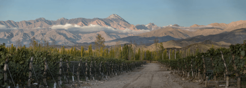 Zuccardi region