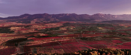 Dinastia Vivanco Rioja