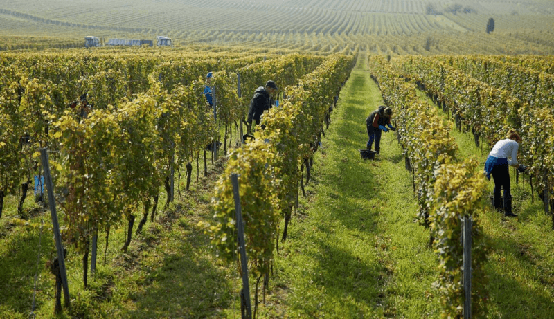 Práce ve vinici Wittmann Práce ve vinici Wittmann