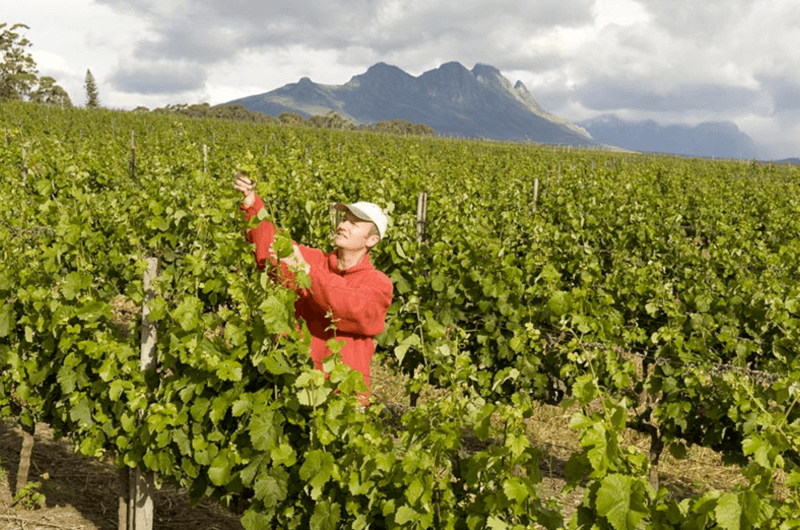 Sklizeň vína Villiera Wines