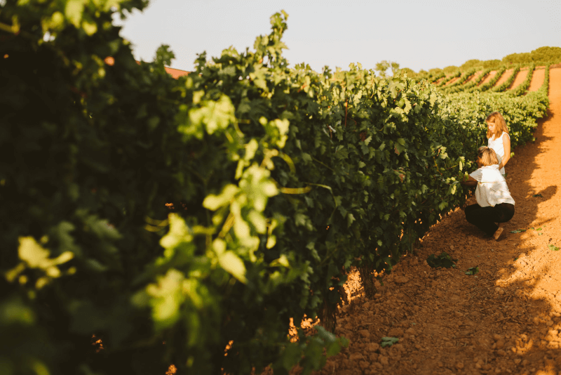 Na vinicích Bodegas Balbás Na vinicích Bodegas Balbás