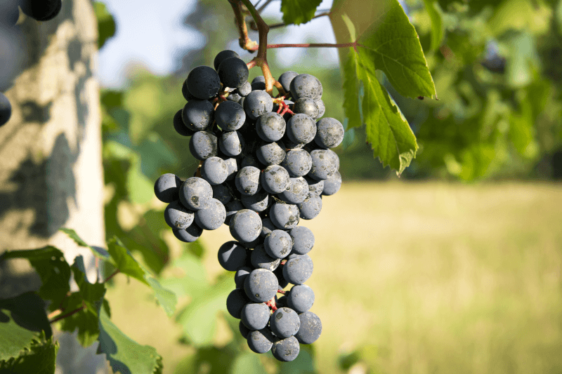 Hrozen Barbera