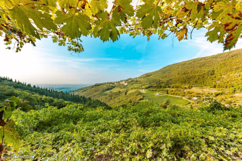 Vinice v oblasti Valpolicella