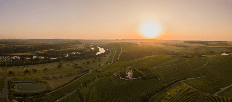 Blick über die Weinberge des Guts Blick über die Weinberge des Guts