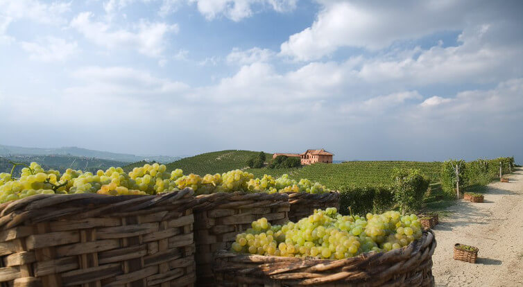 Fontanafredda Vineyards Piemont Fontanafredda Vineyards Piemont