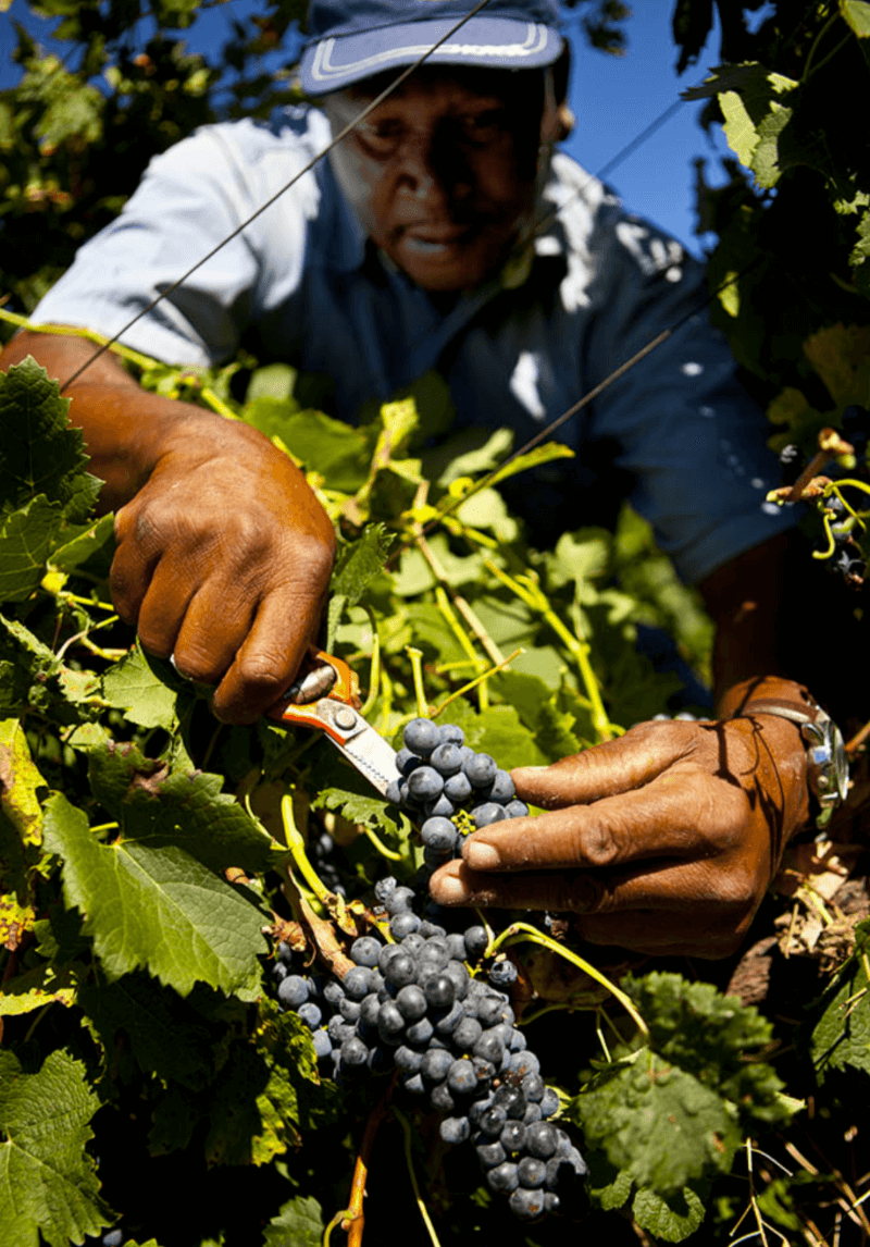 Hrozny vína Villiera Wines