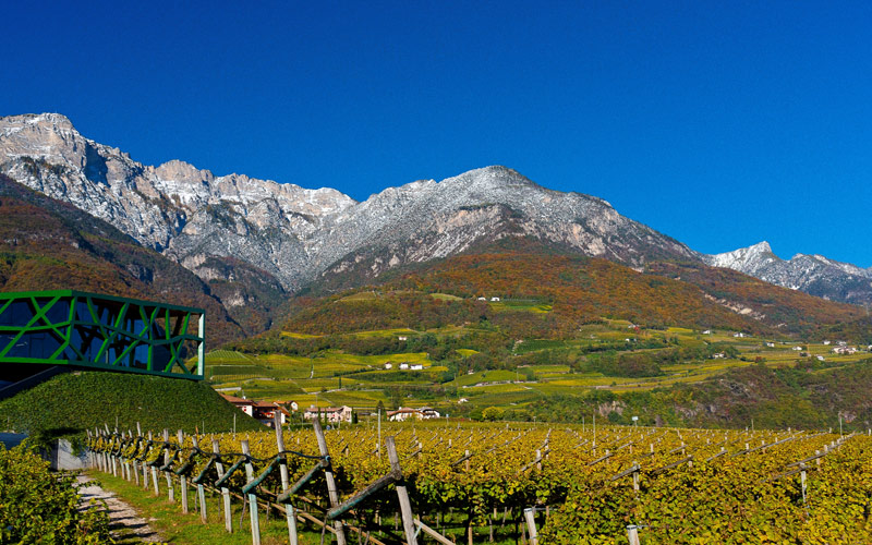 Vinice Cantina Tramin