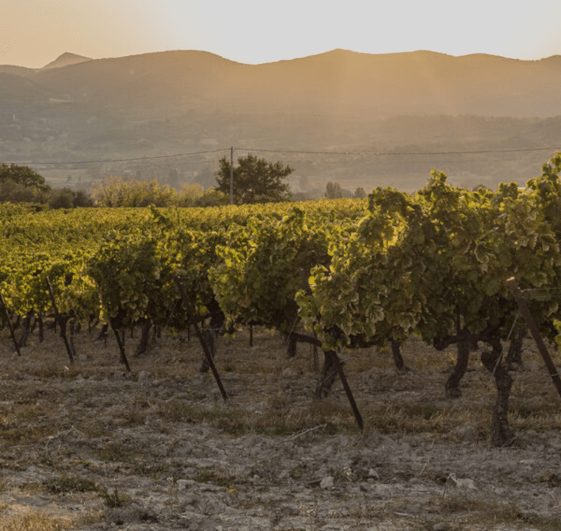 Les Vignerons de l Enclave des Papes Vineyards
