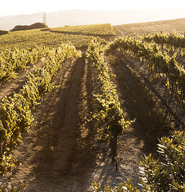 Pohled na vinice Neethlingshof Estate
