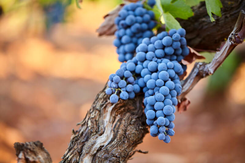 Cantine San Marzano Primitivo – keř vinné révy