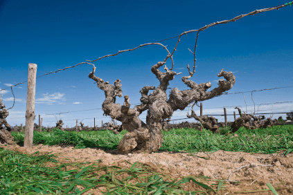 Réva v Barossa Valley Réva v Barossa Valley