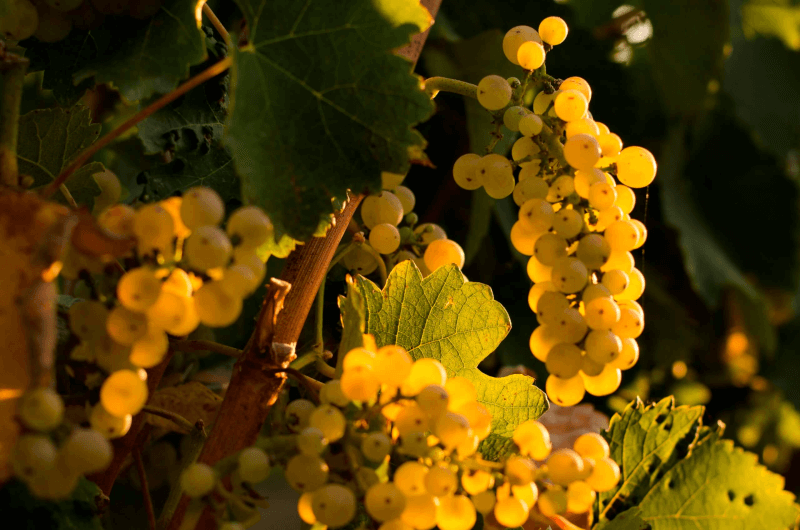 Grampsas Winery Hrozny