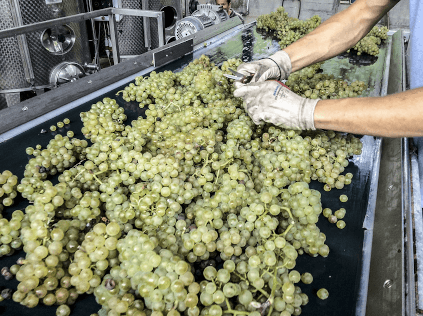 Pečlivý výběr Chardonnay ve vinařství Coppo