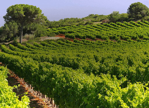 Vinice Les Vignobles Foncalieu